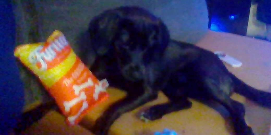 MIXED PUPPY LAB RETRIEVER BLACK N WHITE- 9 Months image 2