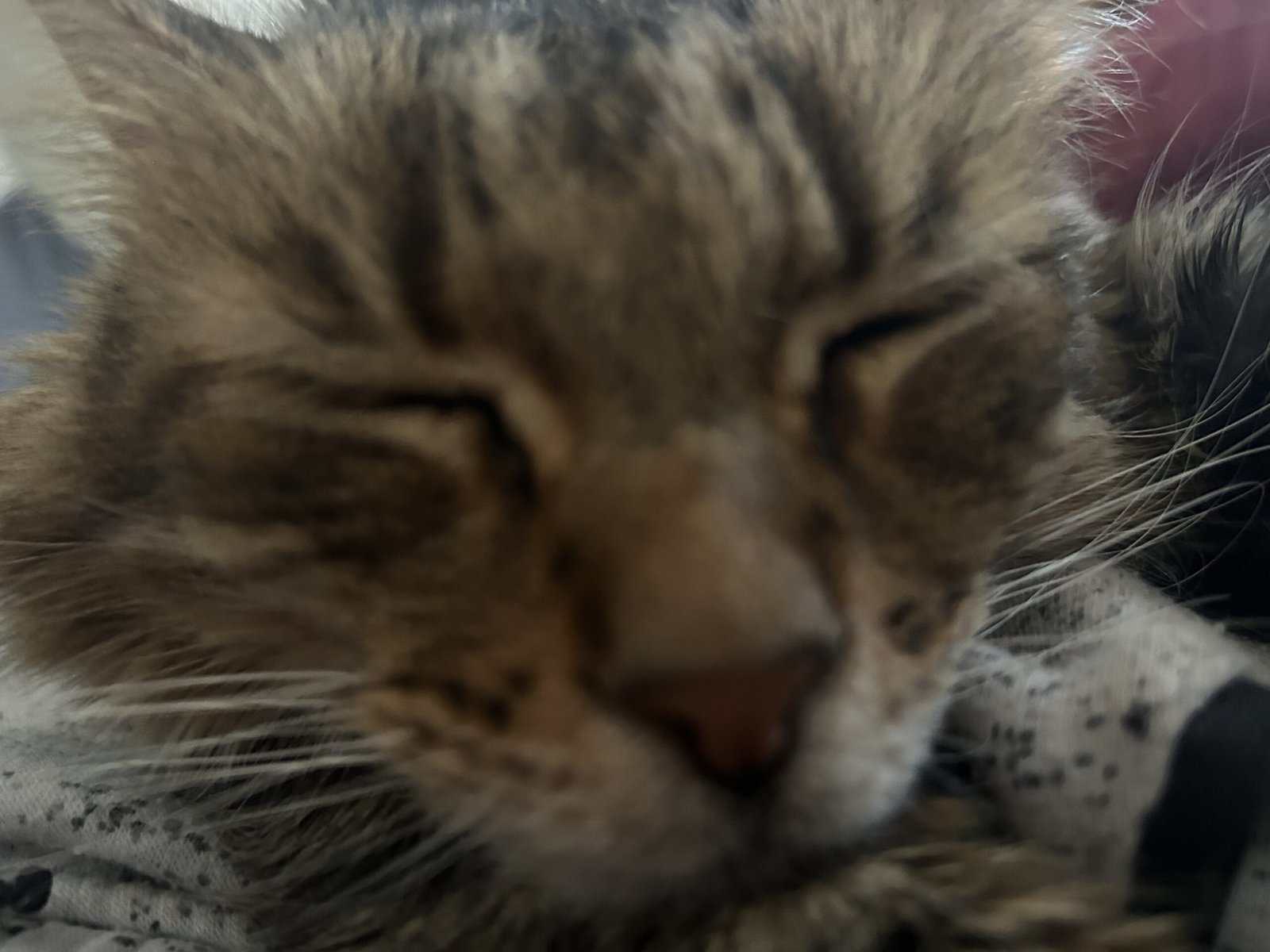 Looking for a kitten to provide a loving home image 1