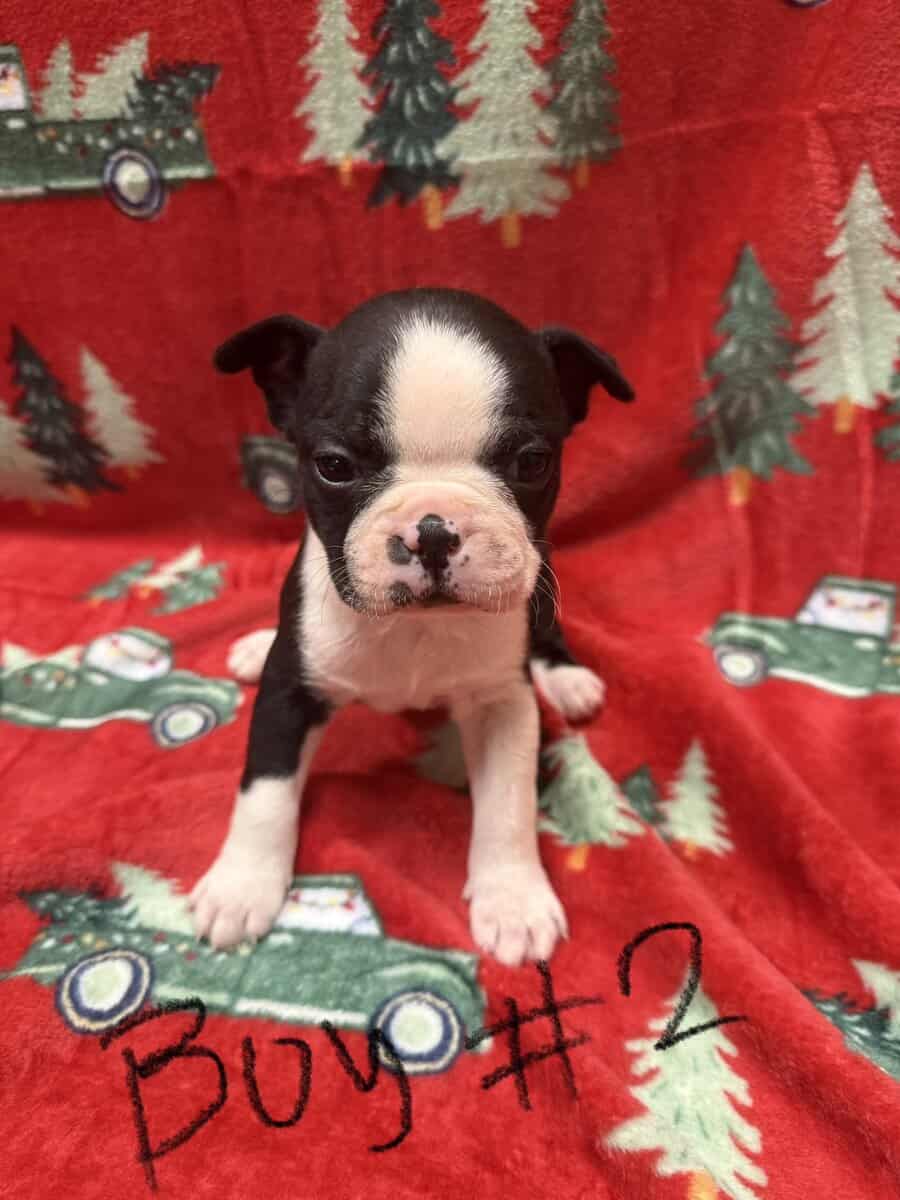 5 pups ready for home ckc reg image 2