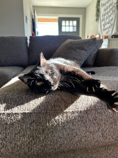 Gentle House Panther Needs His Forever Family image 8