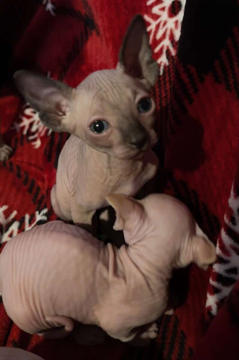 Sphynx kittens (Hairless) image 2