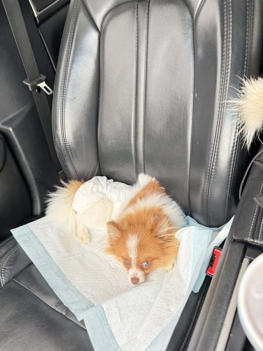 Pomeranian for sell image 2