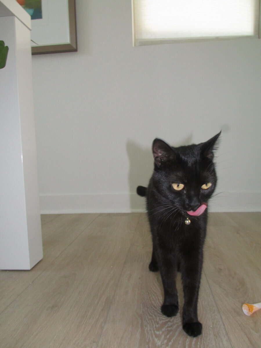 Female cat needs to be rehomed image 2