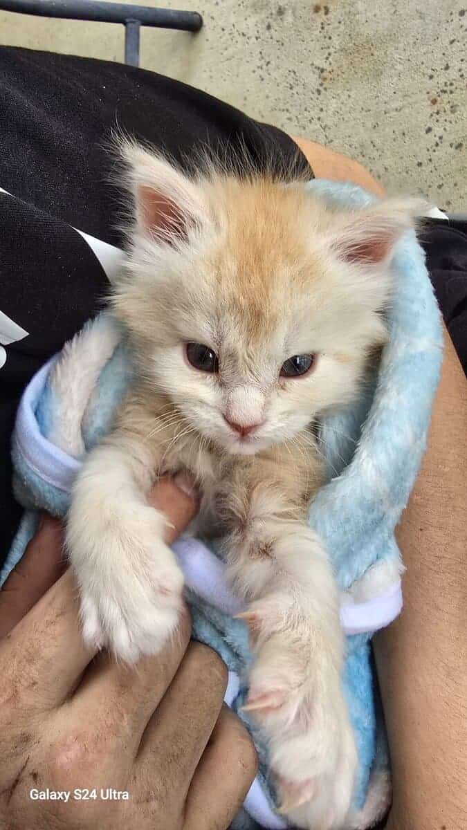 Garfield- Purebred Maine Coon kitten image 3