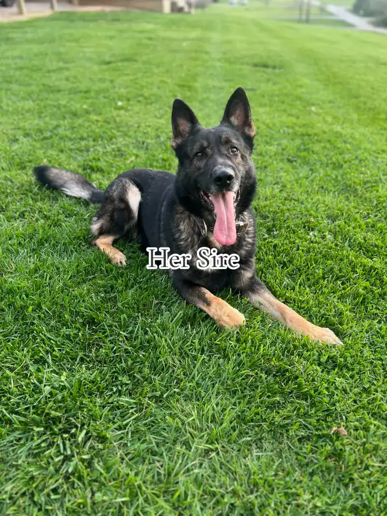 German shepherd image 3