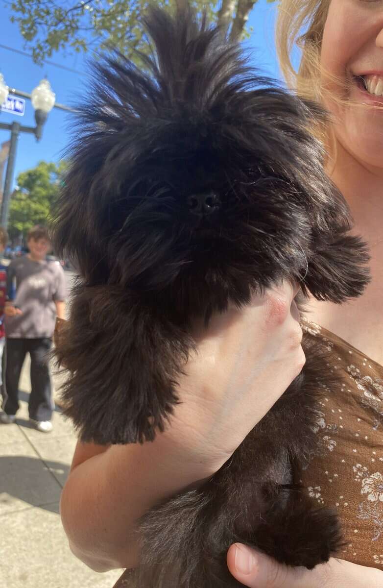 Teacup Shihtzu image 1