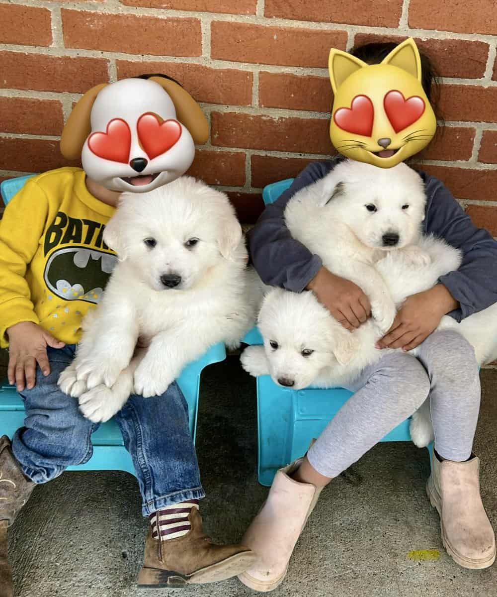 Great Pyrenees puppies image 1