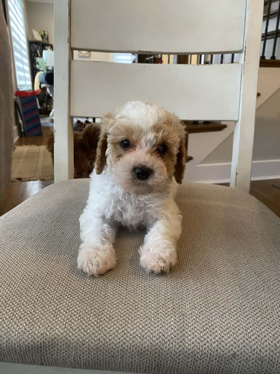 Cavapoo puppy image 5