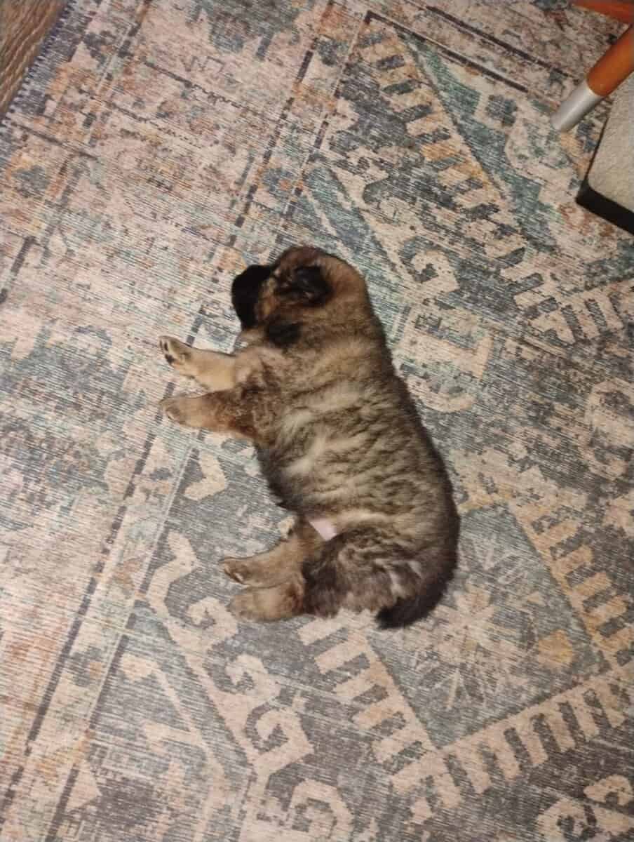 Chow Chow puppies image 8