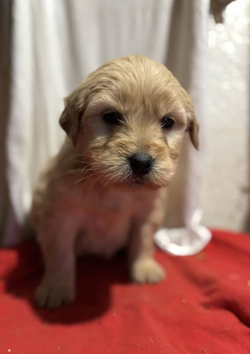 Golden Retriever/Doodle Puppies image 5
