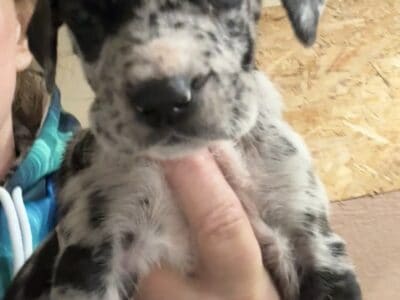 Great Dane Pups