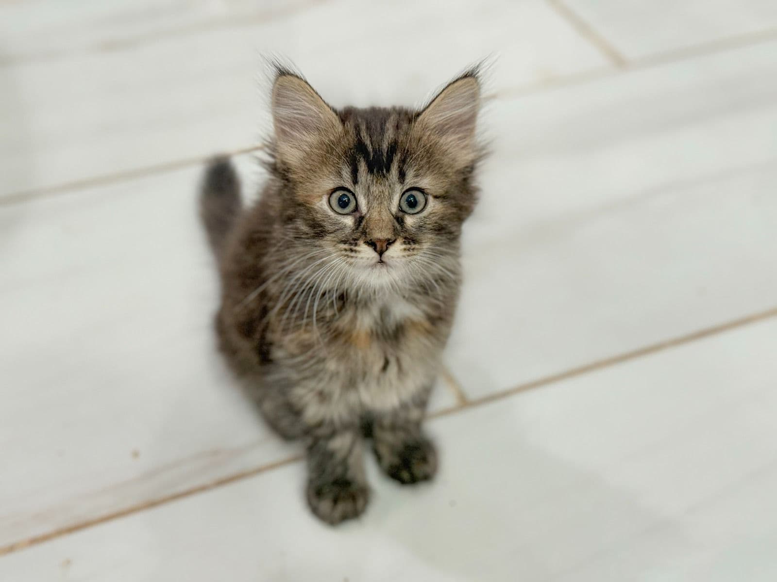 Turkish Angora Kittens image 5