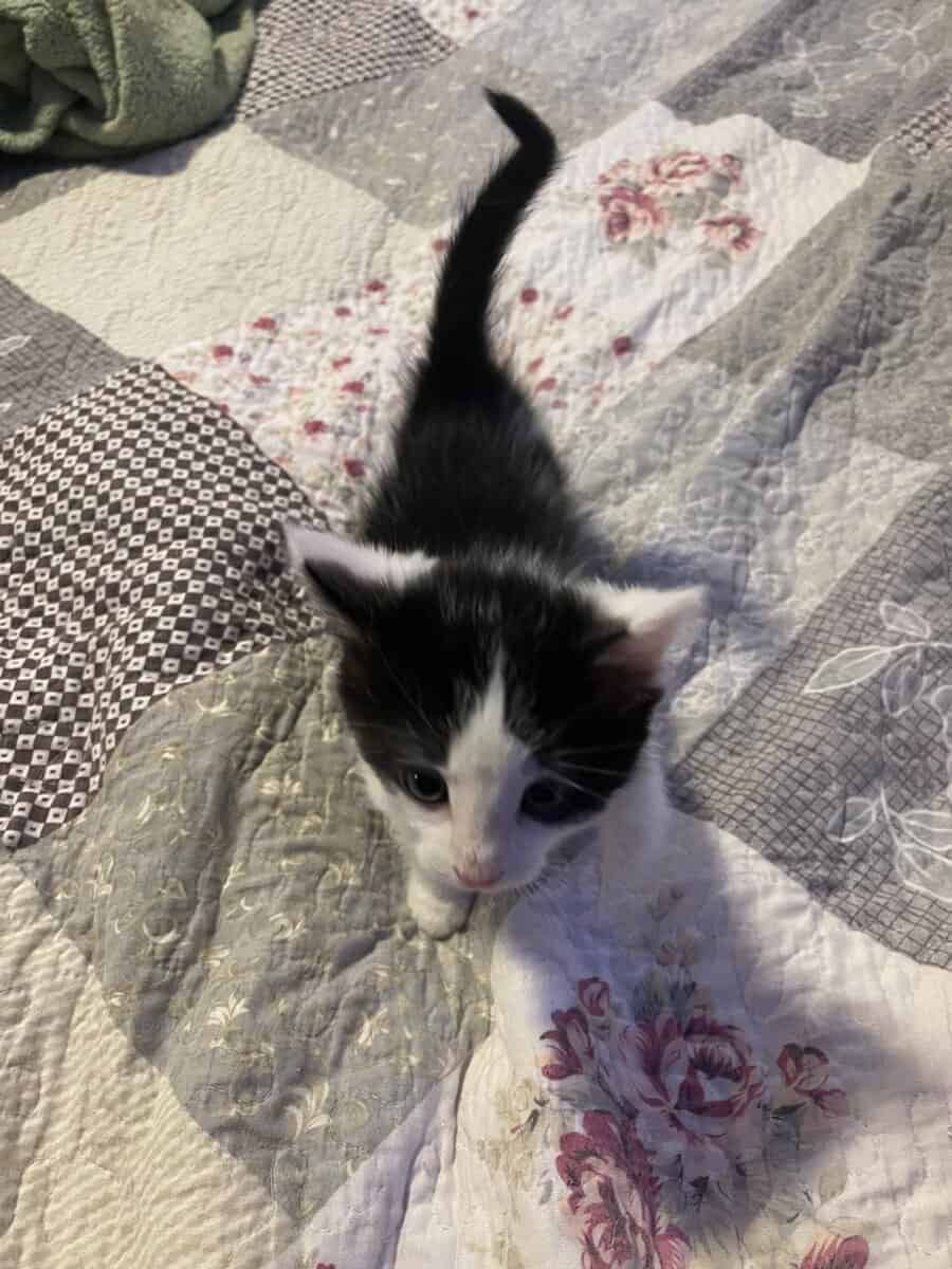 Free kittens to good home image 3