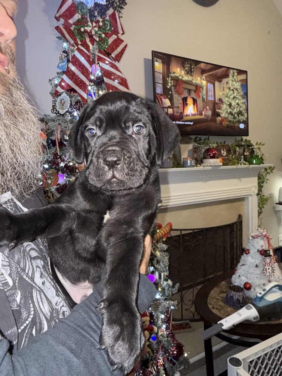 8 weeks old Male Cane Corso image 1