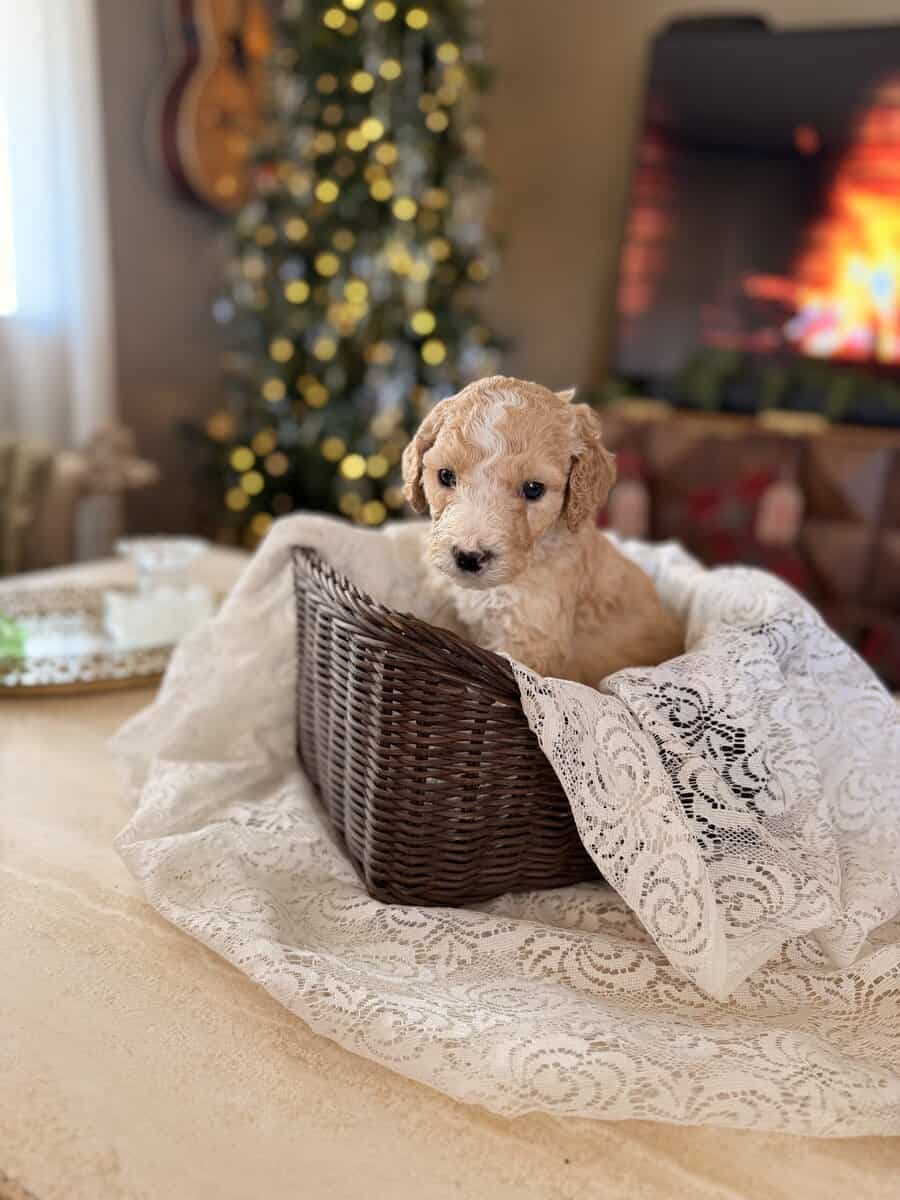 Standard Poodle puppies image 6