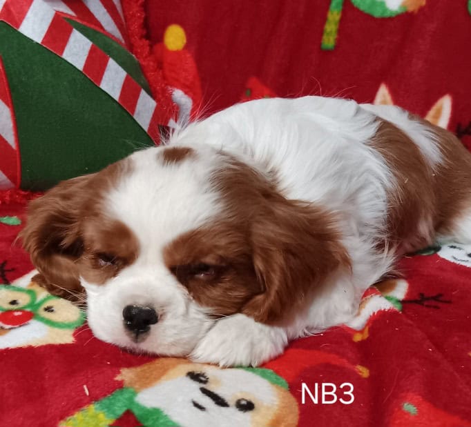 AKC Cavalier Puppies image 17