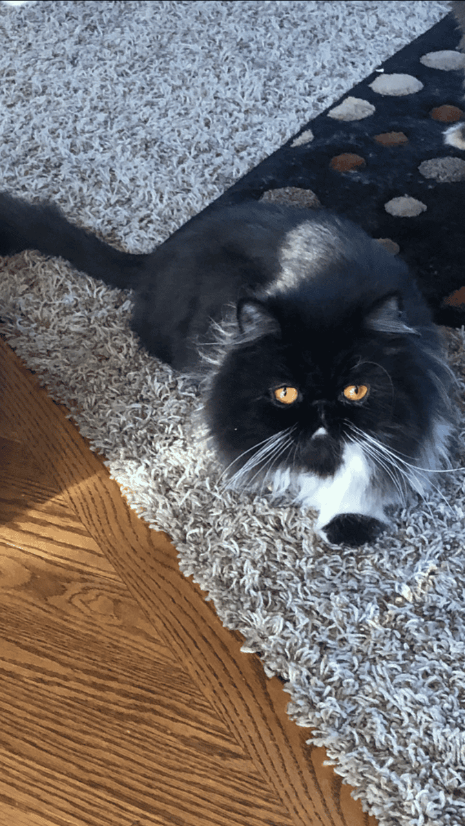 Black & White Persian Female Cat image 2