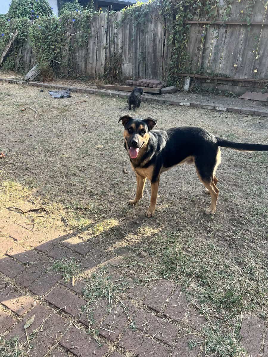 Moving to smaller home and need to rehome my dog image 1