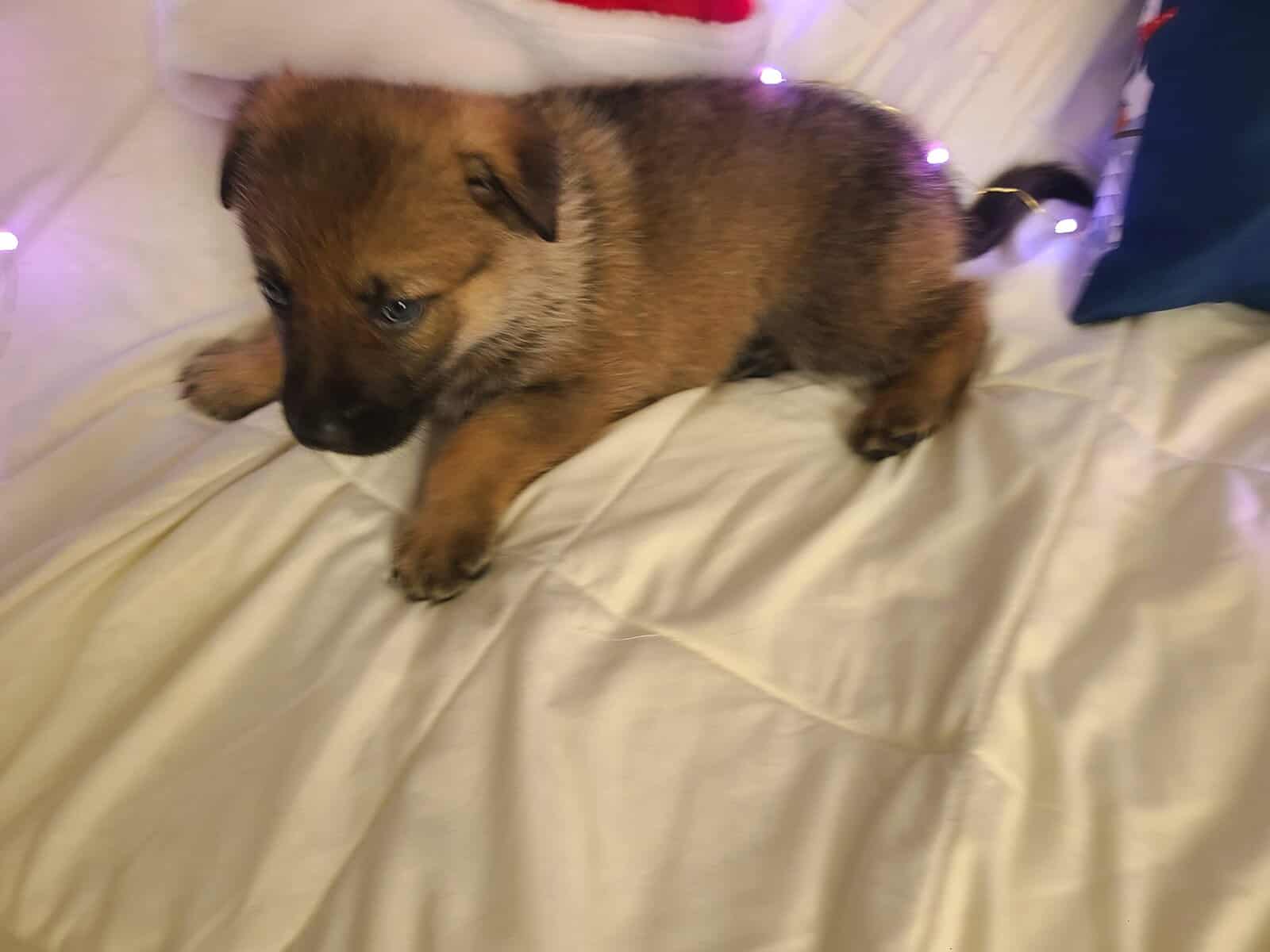 Wolf / German Shepherd Puppies - Teddy Bear image 7