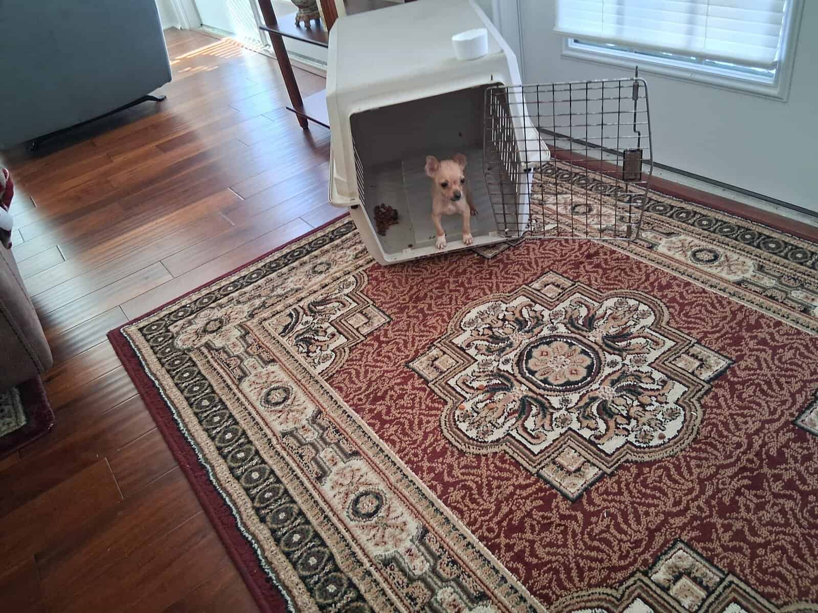 Beautiful Christmas Present 5 mo old chihuahua image 3