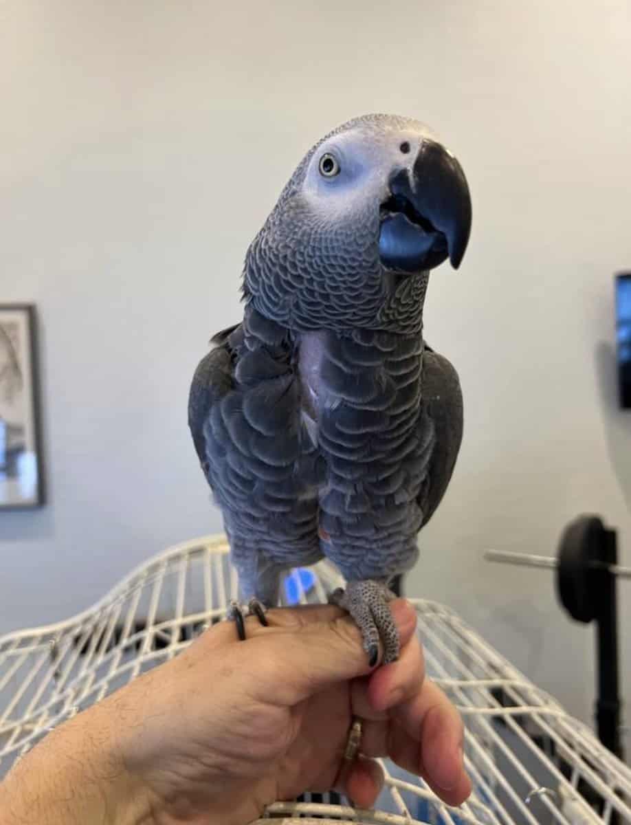 Re-Homing African Grey Parrot image 3