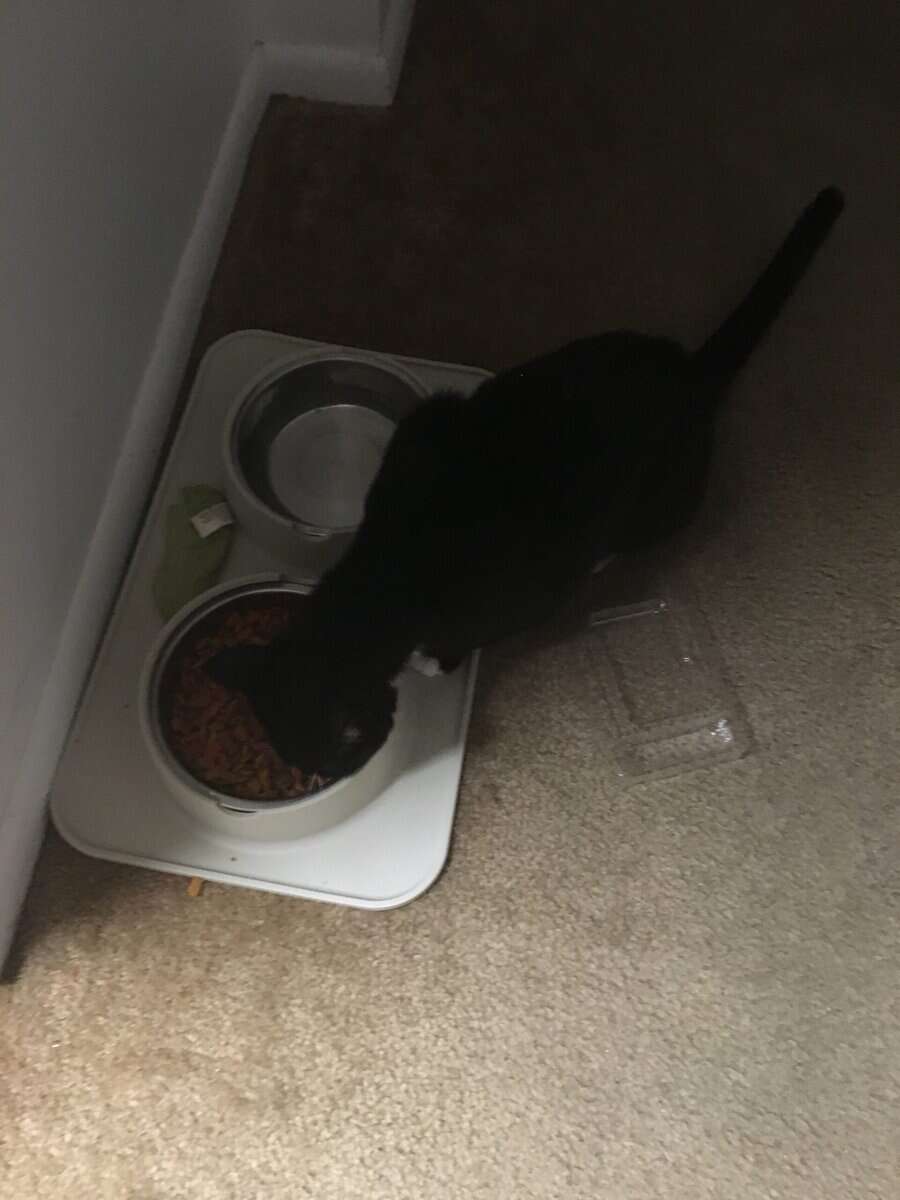 Domestic Shorthair Kitten, male needs a home image 5