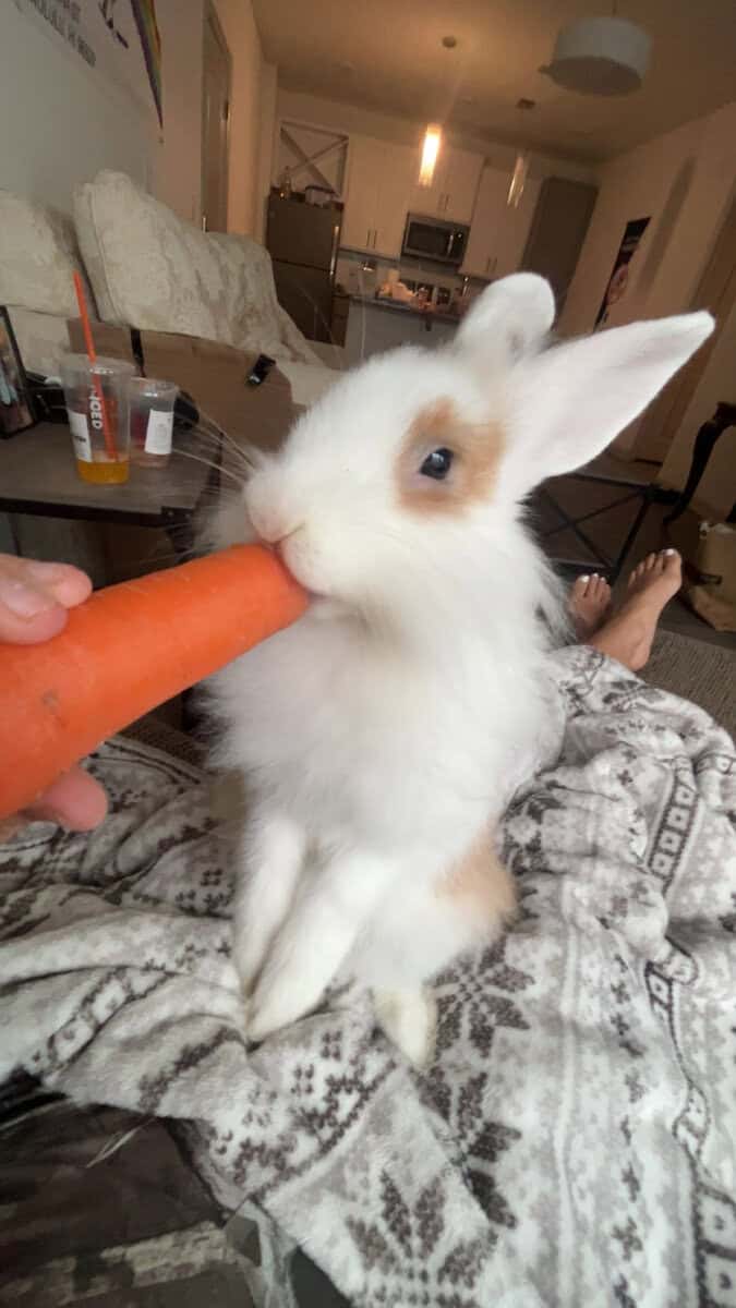 Bunny!! image 3