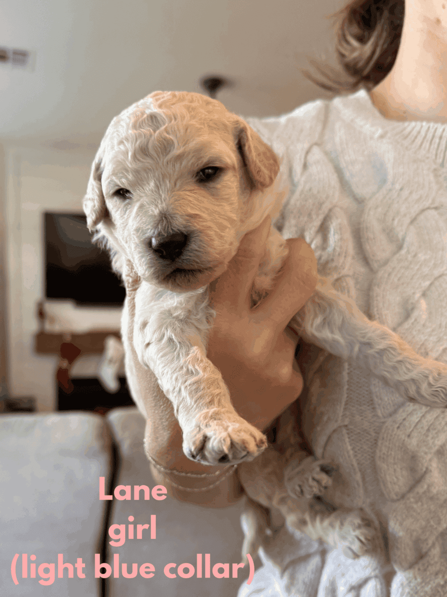 Medium Doubledoodle Goldendoodle Labradoodle Pups image 6