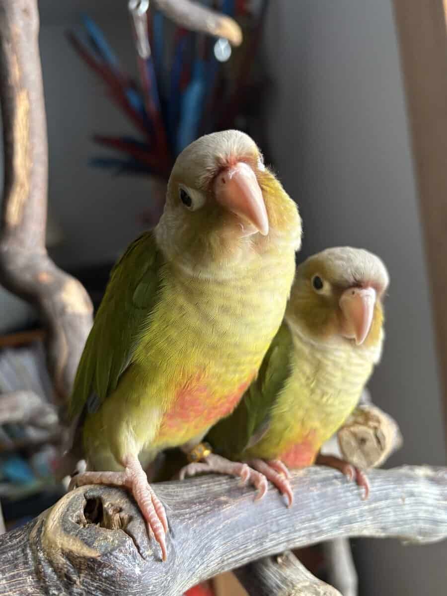 Greencheek Conures- Pineapple image 4