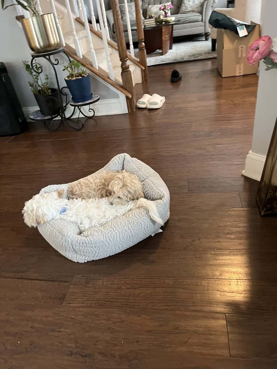6mo Maltipoo - Benji image 3