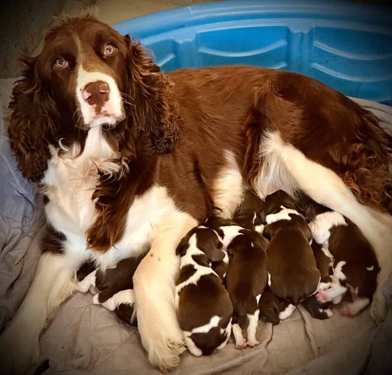 English Springer Spaniels image 5