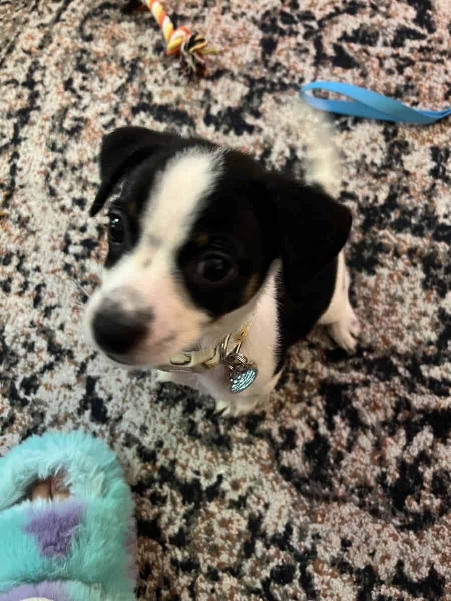 Chiweenie puppy and all his puppy supplies image 1
