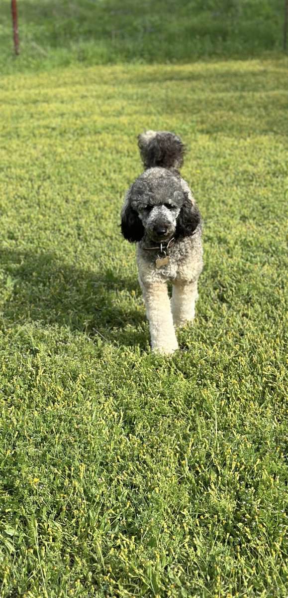 Female Poodle image 1