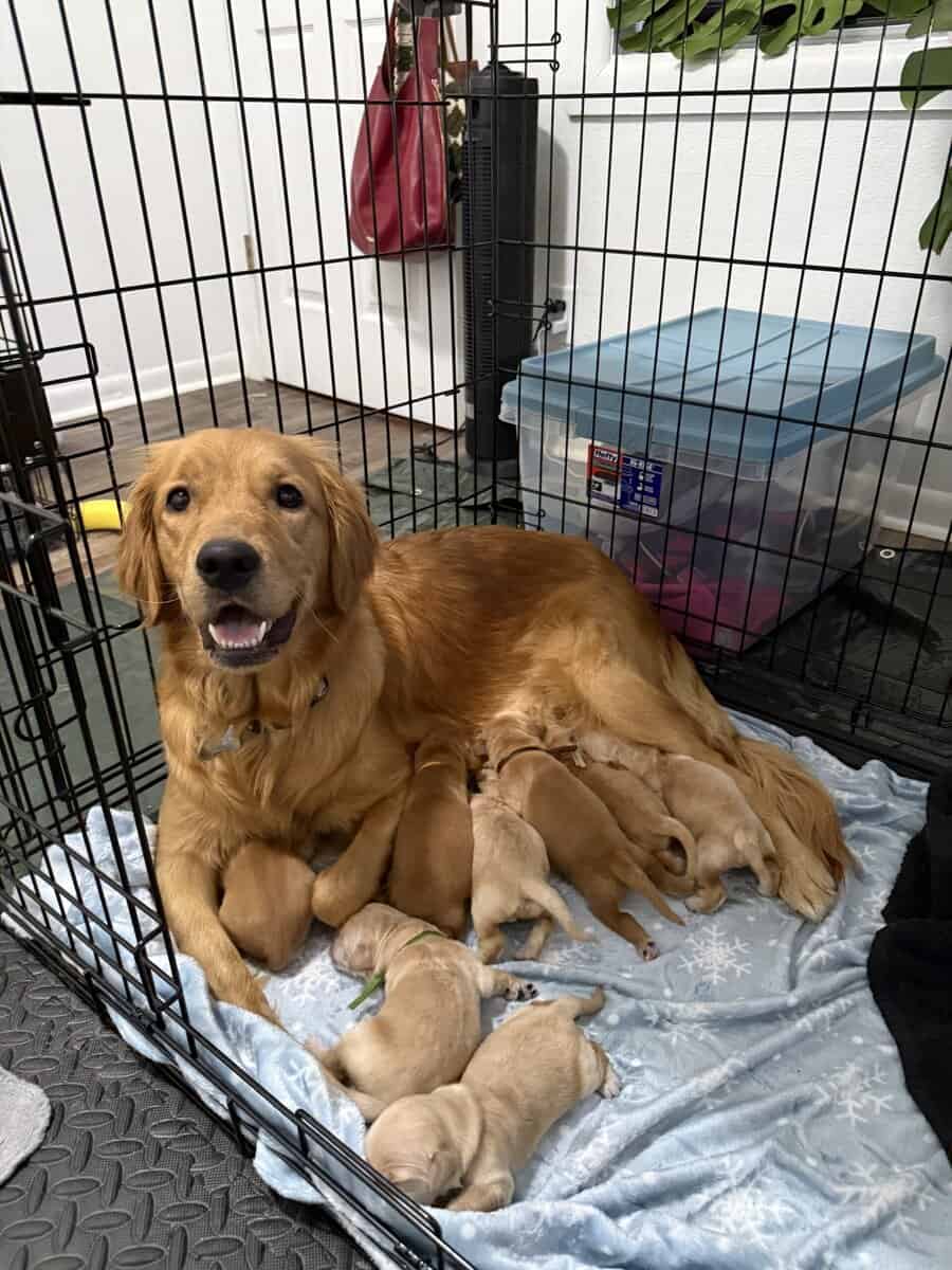 Golden Retriever Puppies image 9