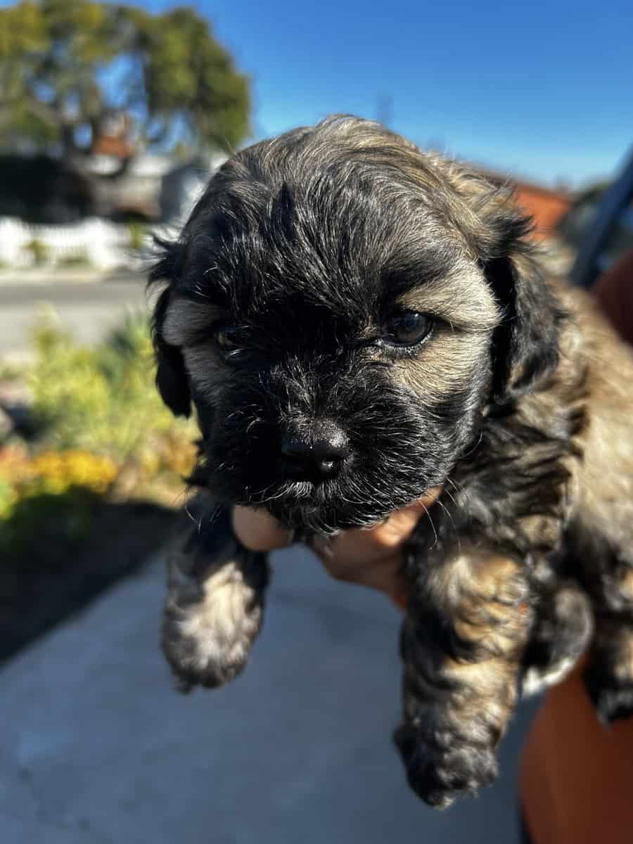 MalShi Puppies ready to go! image 8