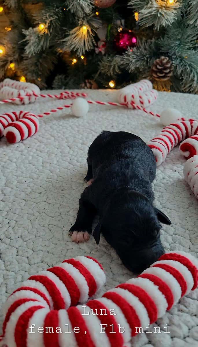 Mini Bernedoodle - Luna image 2