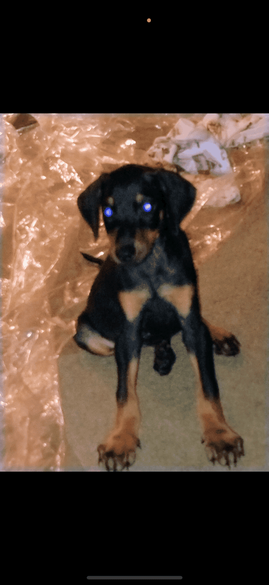 Doberman puppies image 2