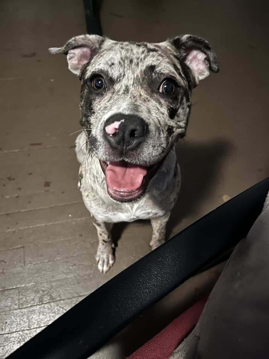 Rehoming my dog image 1