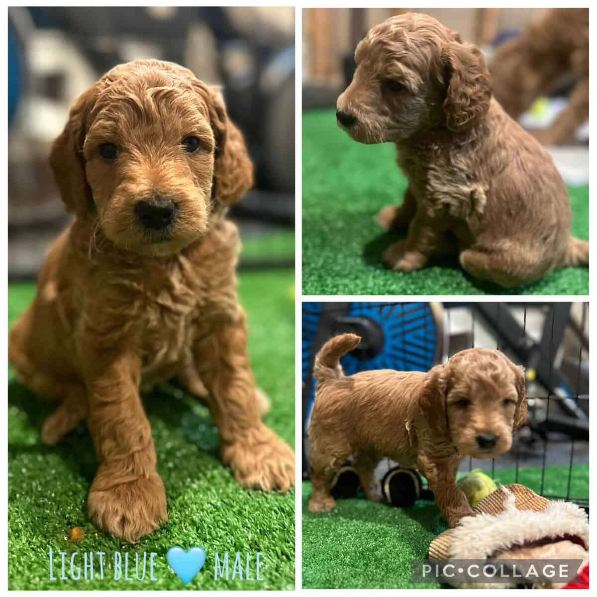 Medium male goldendoodle image 1