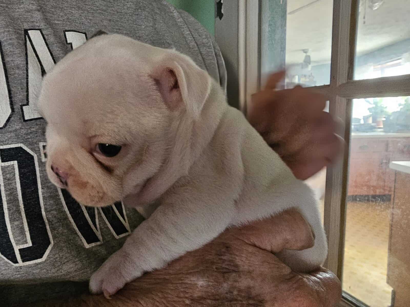 French bulldog puppies image 12