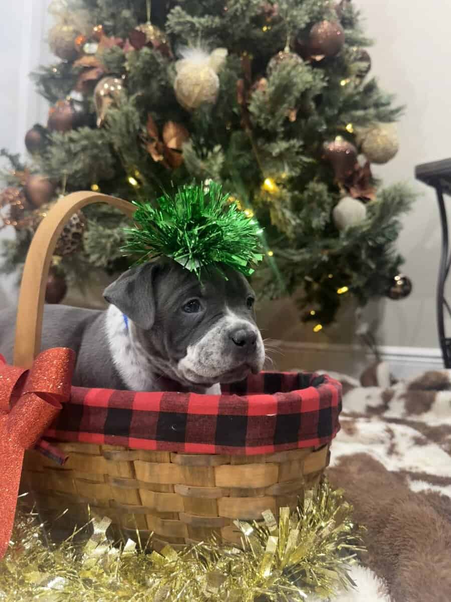 Blue tic pocket bully male image 1