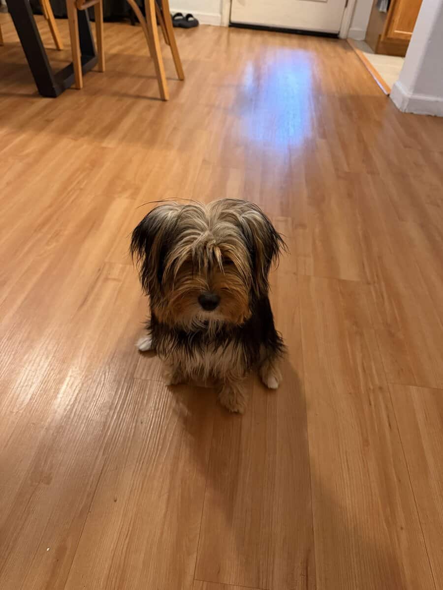 Rehoming yorkie girl image 1