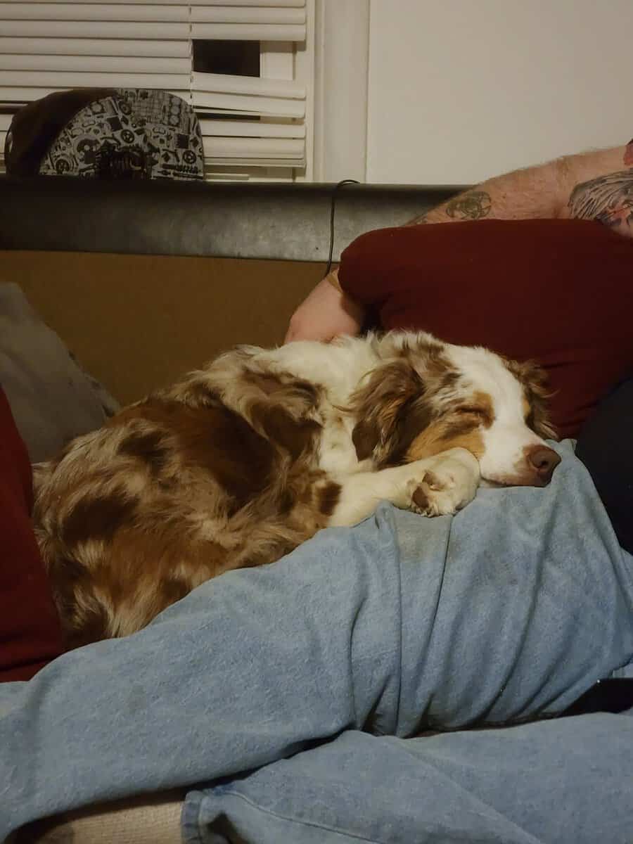 Fun happy Aussie needs home image 2
