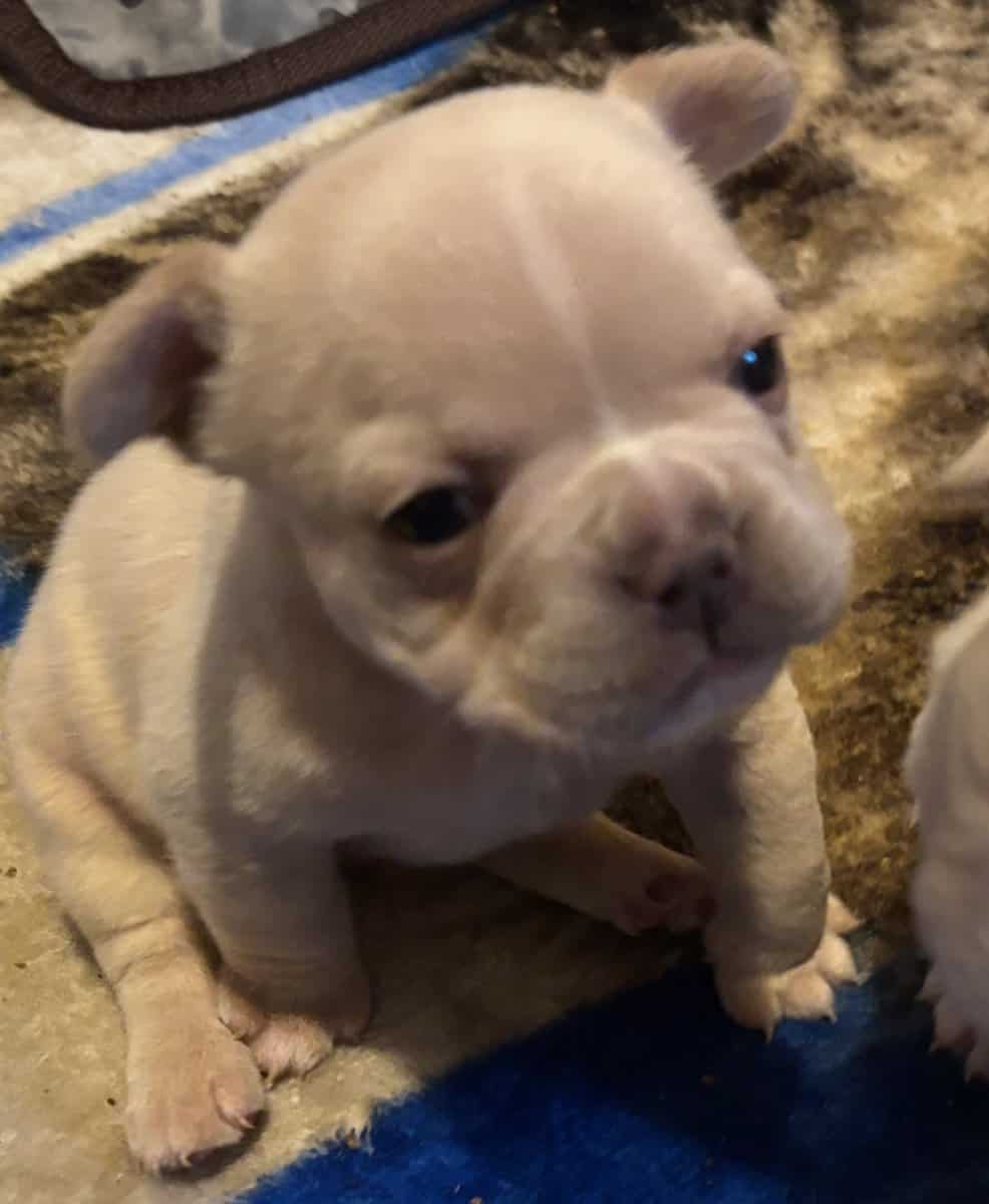 French Bulldog Puppies image 5
