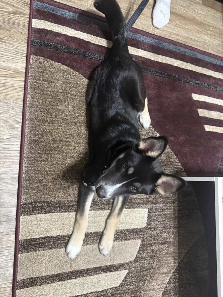 Husky-Mix —- Puppy 5 months image 3