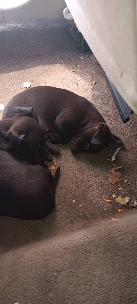 Black Twin Boyz * Pit & Yorkie Mix'd! 7 mths old image 1