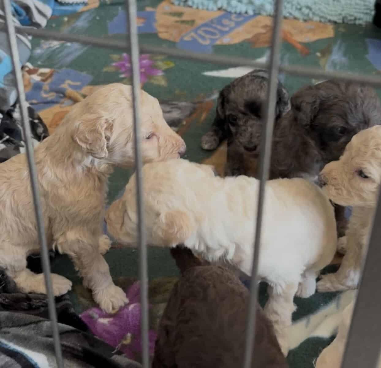 Adorable Goldendoodle Puppies Available image 4