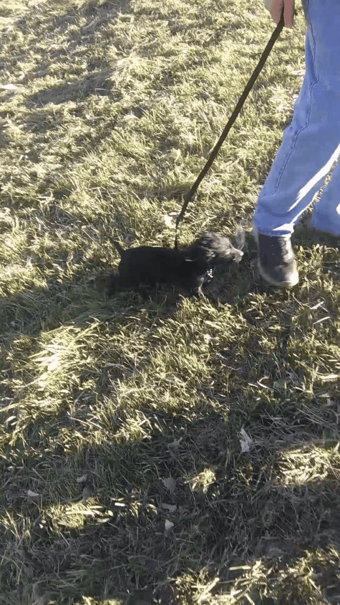 Doxiepoo image 1