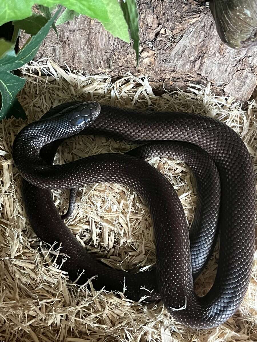 Mexican Black Kingsnake image 3