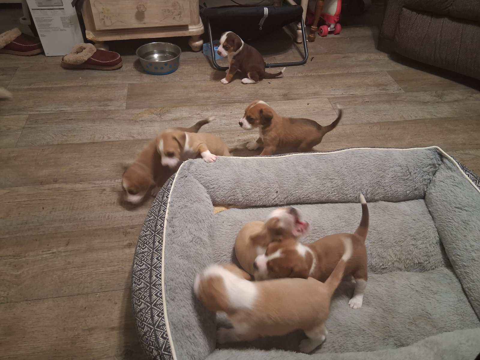 Bogle puppies (mom beagle full. Dad Boxer / lab) image 5